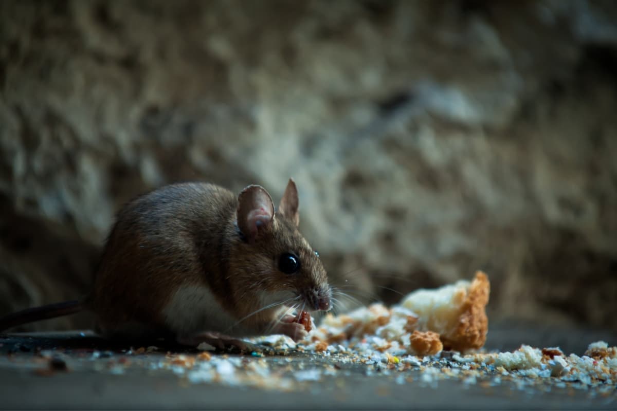Small brown mouse feeding on food crumbs beside a stone basement foundation wall