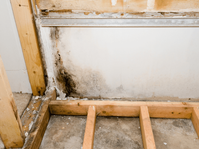 How to Prevent Basement Mold: The Definitive Guide